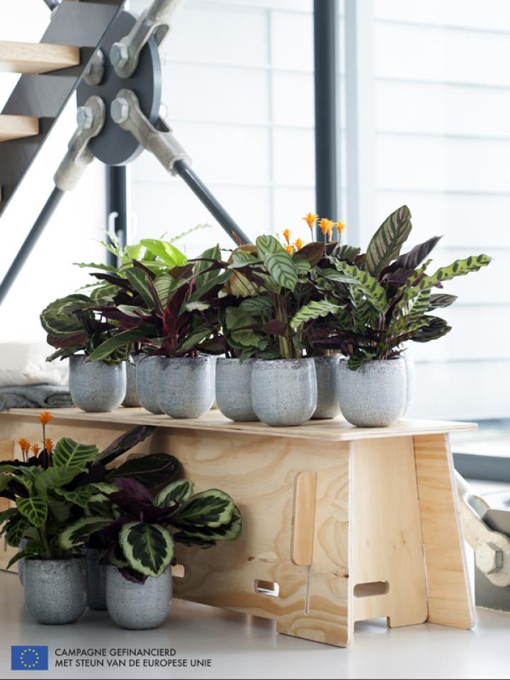 Calathea is Woonplant van de maand september 2014 -mooiwatplantendoen.nl