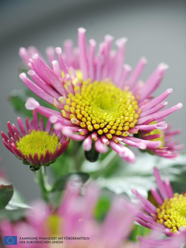 Chrysantheme ist die Zimmerpflanze des Monats Oktober