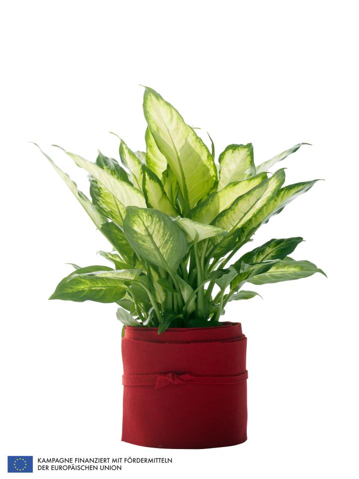 Dieffenbachia, Pflanzenfreude, Zimmerpflanze des Monats