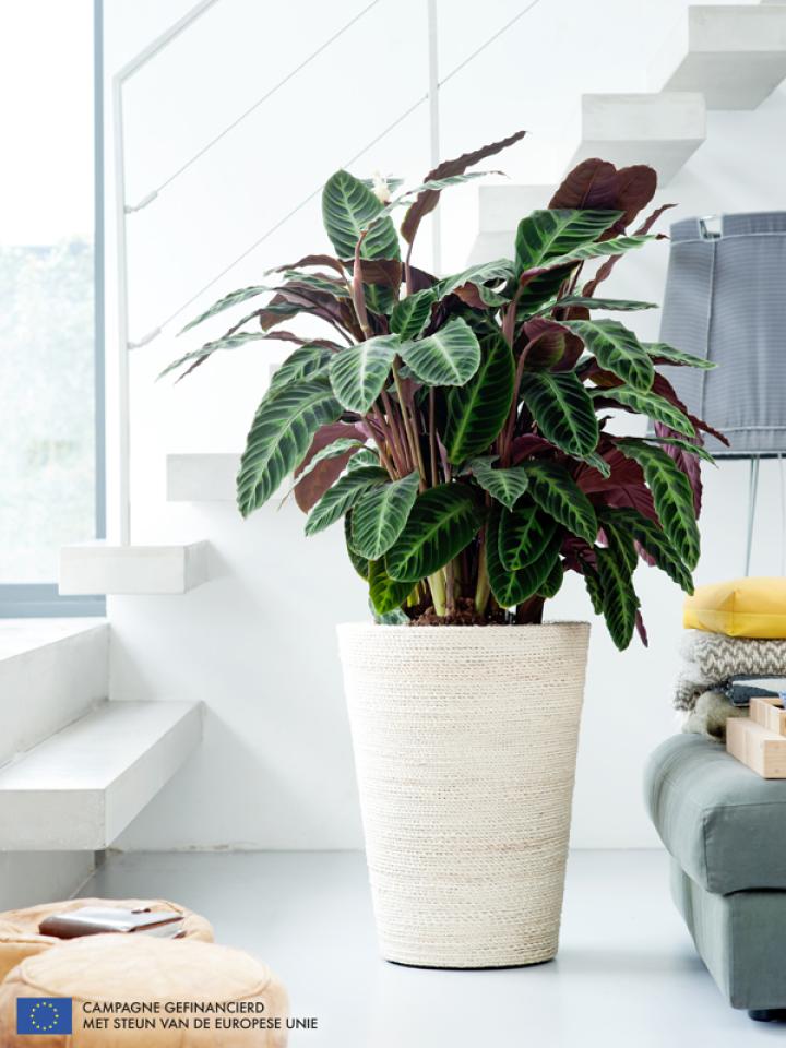 Calathea is Woonplant van de maand september 2014 -mooiwatplantendoen.nl