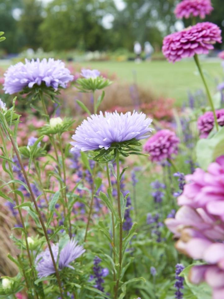 Violette Blumen auf der BUGA 