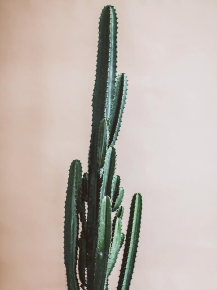 Cactus Mooiwatplantendoen.nl Lust auf einen Anti-Valentinstag? Pflanzenfreude.de