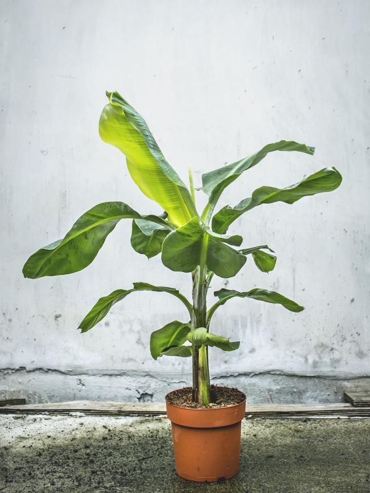 Vaderdag 5 stoere kamerplanten Mooiwatplantendoen.nl