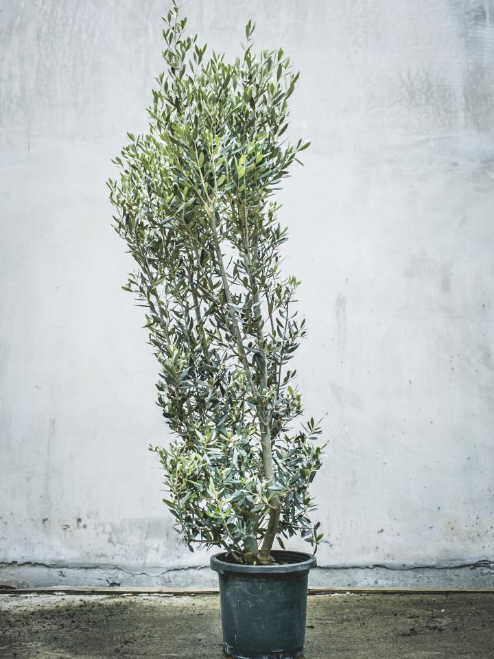 Vaderdag 5 stoere kamerplanten Vaderdag 5 stoere kamerplanten Mooiwatplantendoen.nl