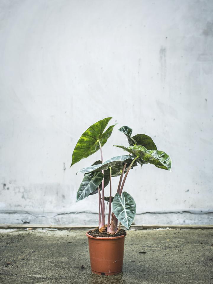 Vaderdag 5 stoere kamerplanten Mooiwatplantendoen.nl