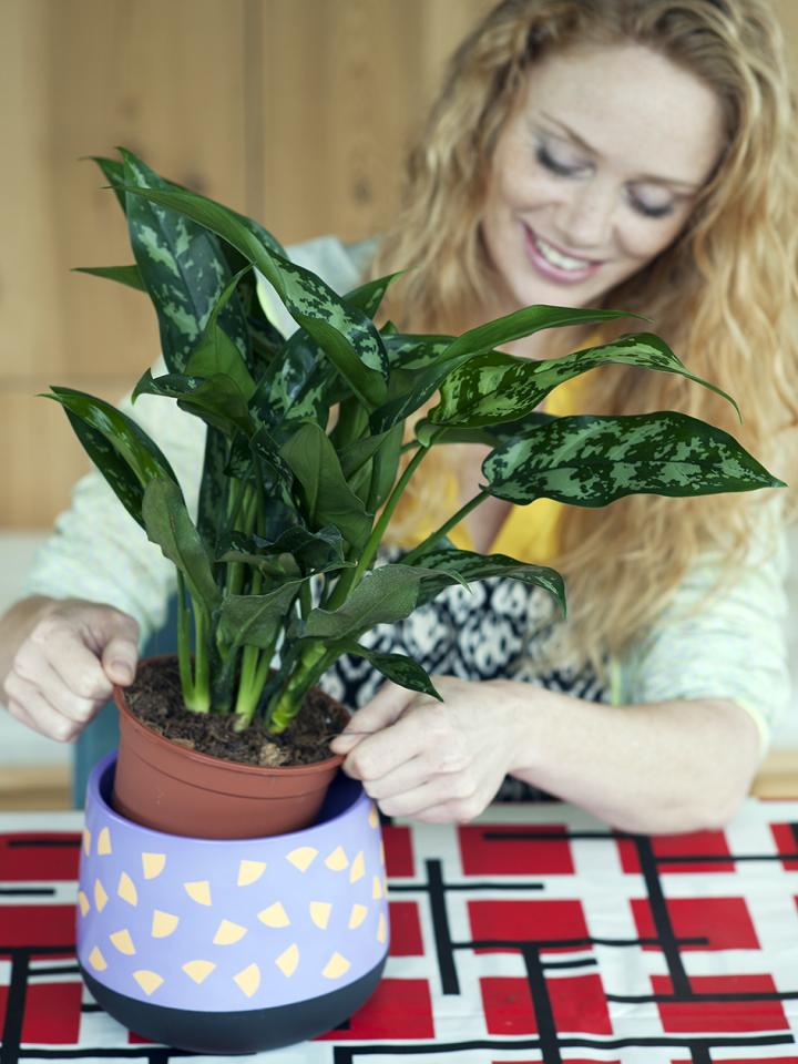 DIY: Kunstvolle Kompagnons für den Kolbenfaden – Pflanzenfreude.de