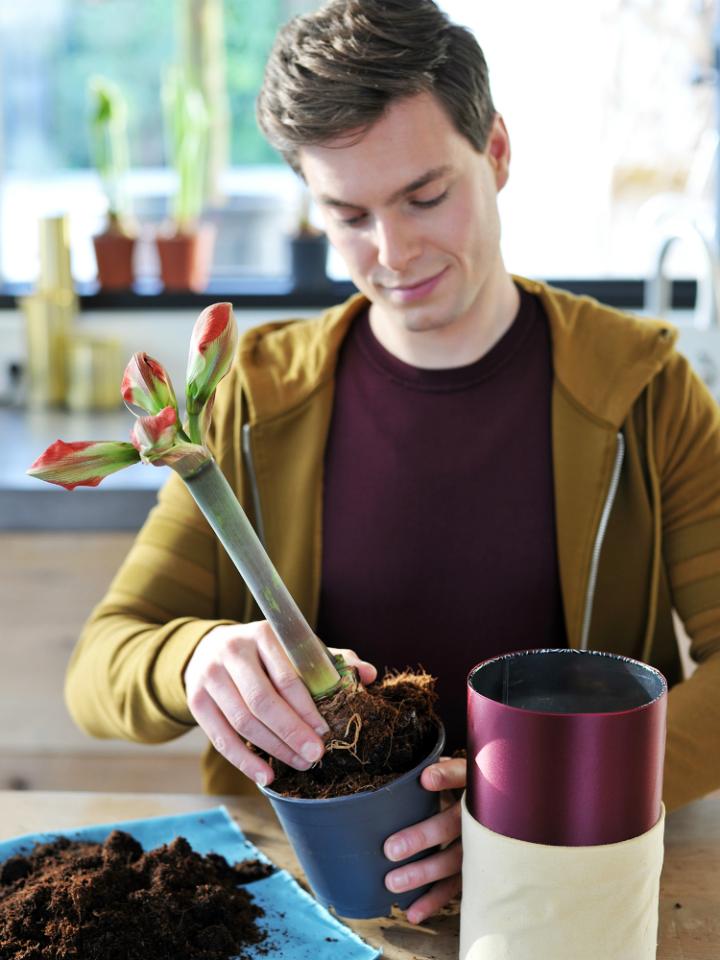 Amaryllis DIY – Pflanzenfreude.de Amaryllis DIY – Pflanzenfreude.de