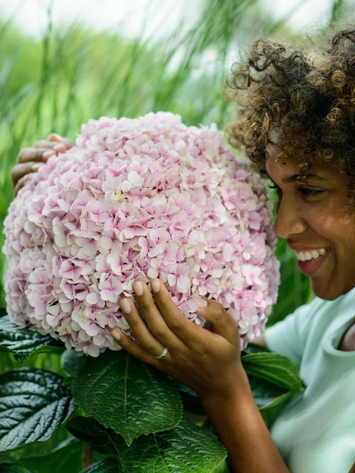 Die Bauernhortensie zaubert mit ihren üppigen Blütenköpfen ein Lächeln ins Gesicht