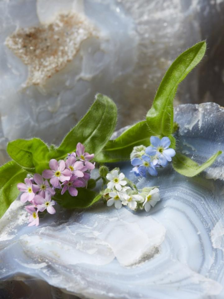 Forget-me-not