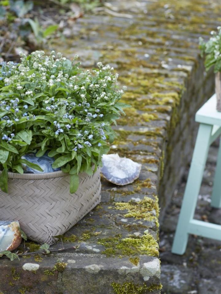 Forget-me-not