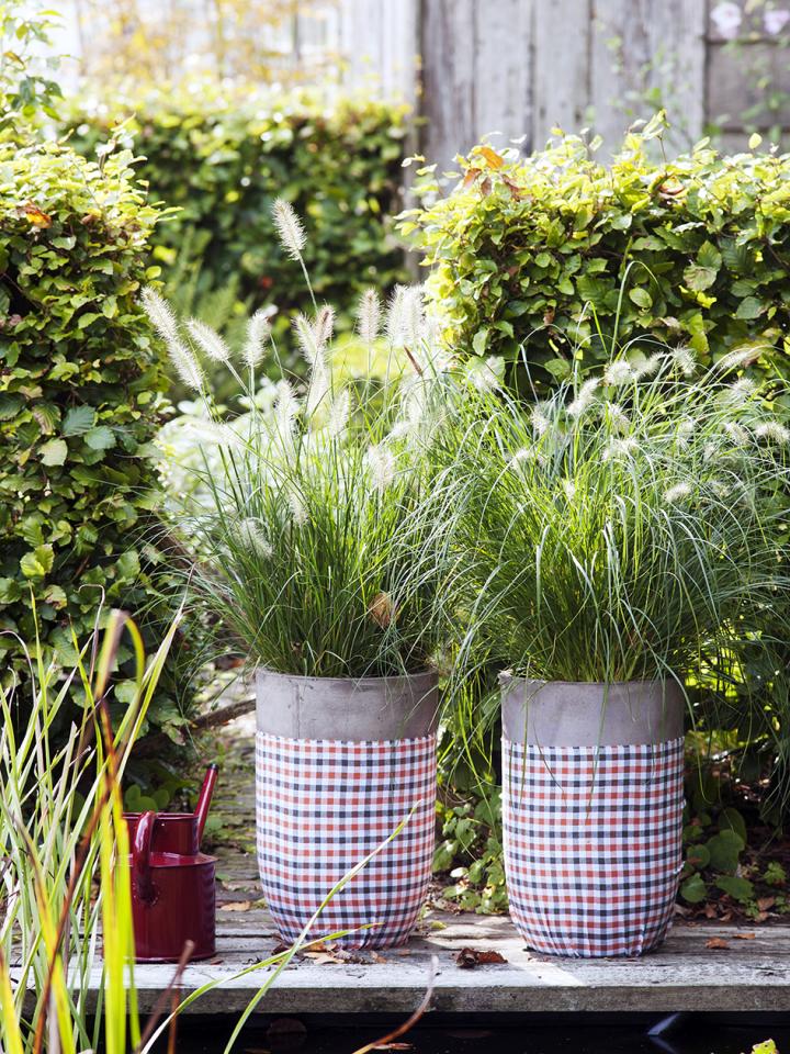 Die Gartenpflanze des Monats September ist das Lampenputzergras - Tollwasblumenmachen.de