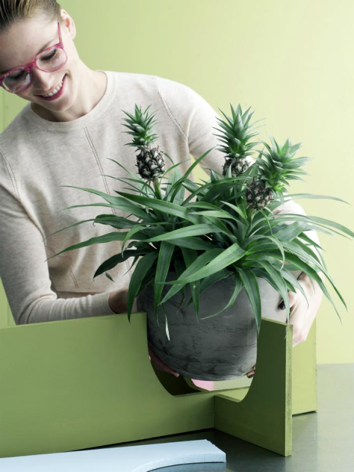 DIY mit Zierananas - Pflanzenfreude.de DIY mit Zierananas - Pflanzenfreude.de