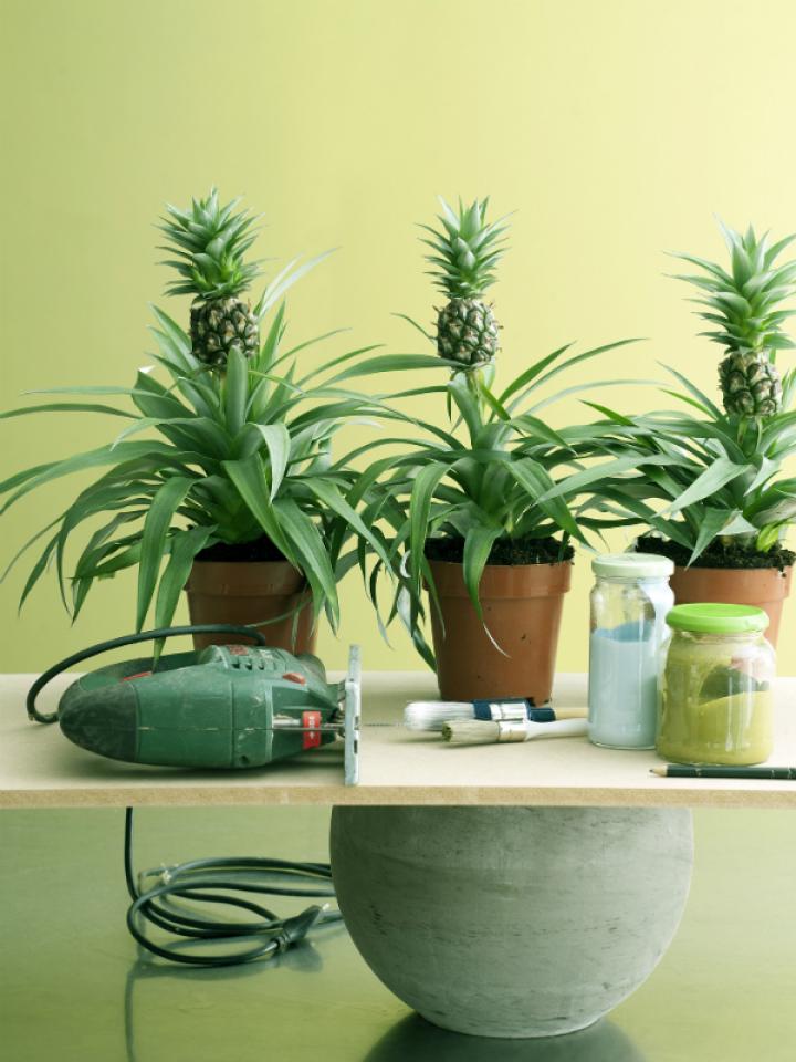 DIY mit Zierananas - Pflanzenfreude.de