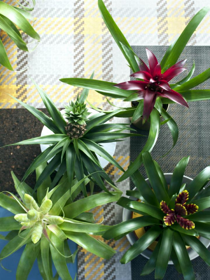 Bromeliad