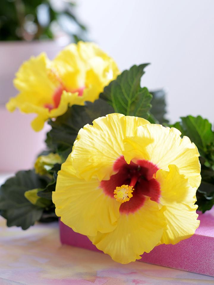 Van de Chinese Roos, oftewel Hibiscus, maak je snel een verfrissende ijsthee Van de Chinese Roos, oftewel Hibiscus, maak je snel een verfrissende ijsthee Mooiwatplantendoen.nl