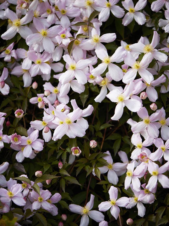 Die Clematis ist Gartenpflanze des Monats April - Pflanzenfreude.de Die Clematis ist Gartenpflanze des Monats April - Pflanzenfreude.de
