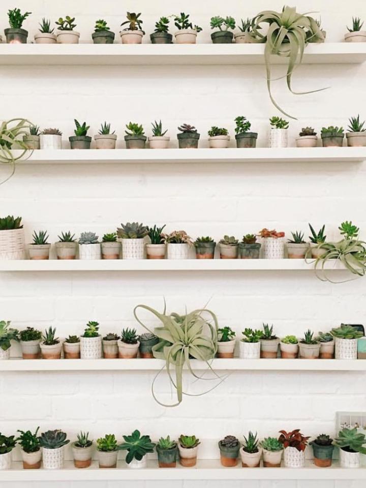 PlantShelfies – Pflanzenfreude.de