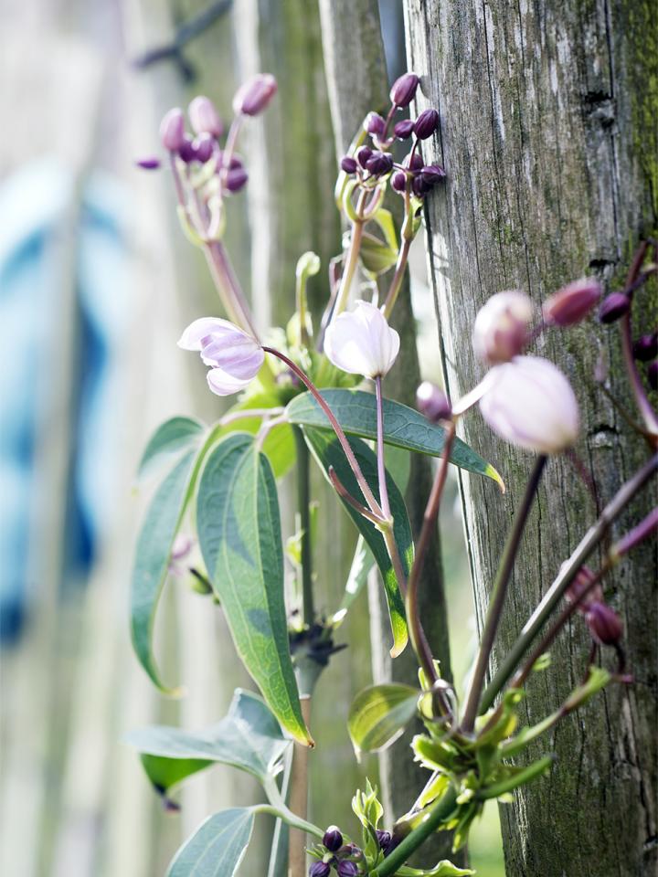 Die Clematis ist Gartenpflanze des Monats April - Pflanzenfreude.de