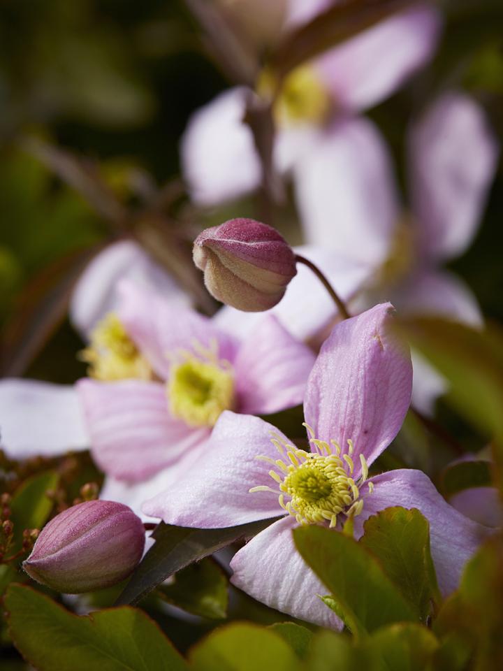 Die Clematis ist Gartenpflanze des Monats April - Pflanzenfreude.de