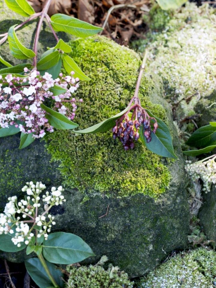 Die zarten Blüten des Schneeballs bilden eine runde Form – Pflanzenfreude.de