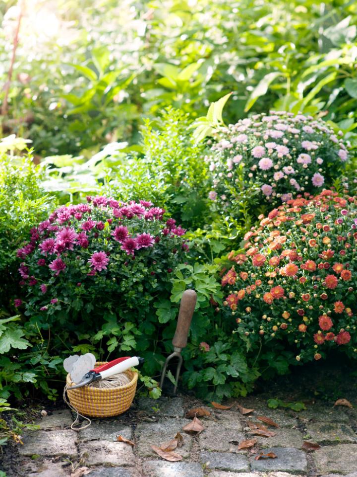 Farbenprächtige Chrysanthemen im Garten - Pflanzenfreude.de