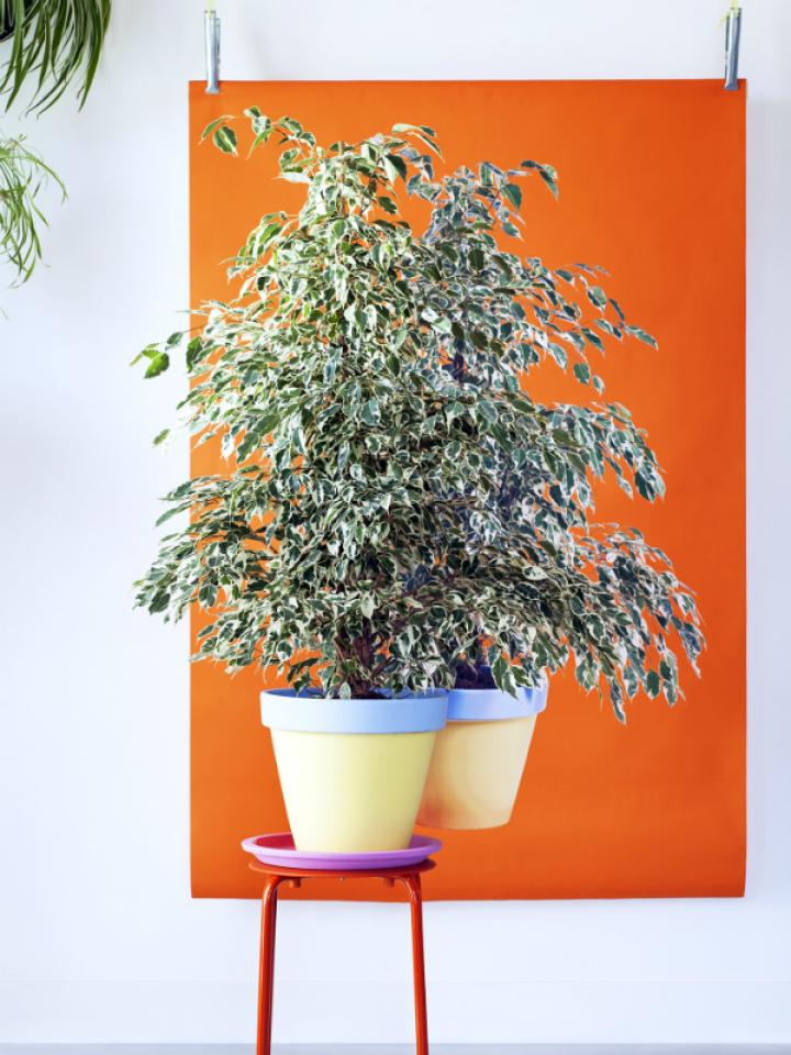 Ficus Benjamina - Pflanzenfreude.de Ficus Benjamina - Pflanzenfreude.de