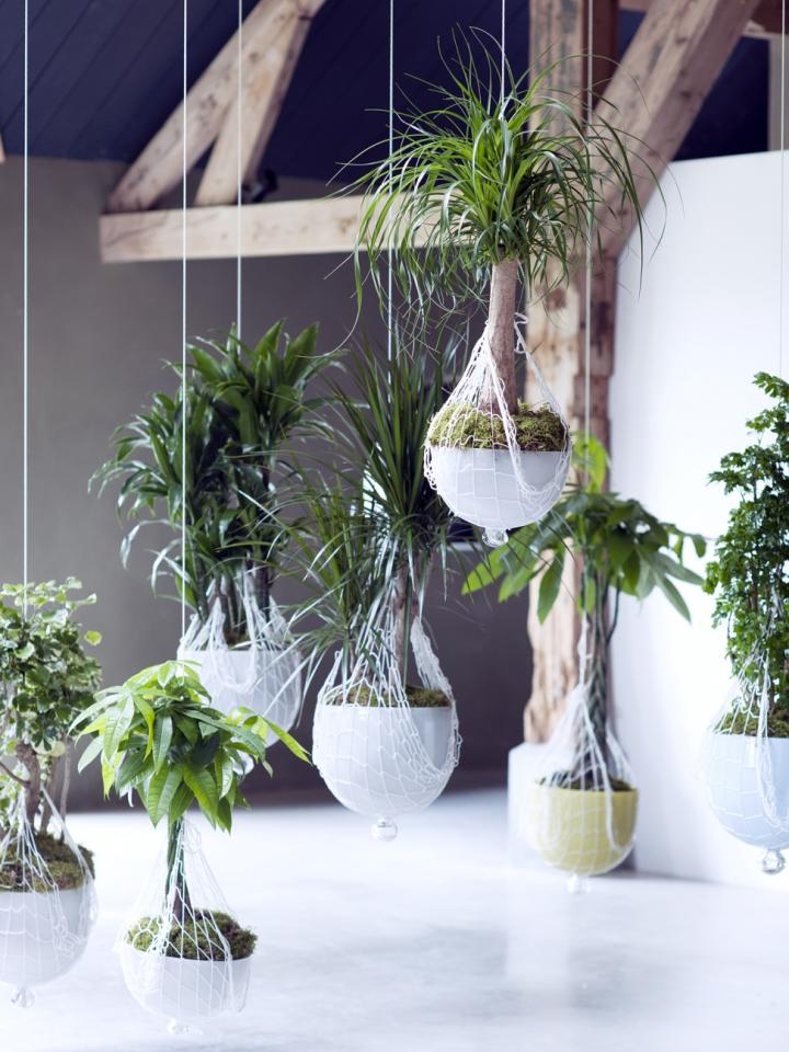 Hängender Indoor-Garten mit Zimmerbäumen Pflanzenfreude.de