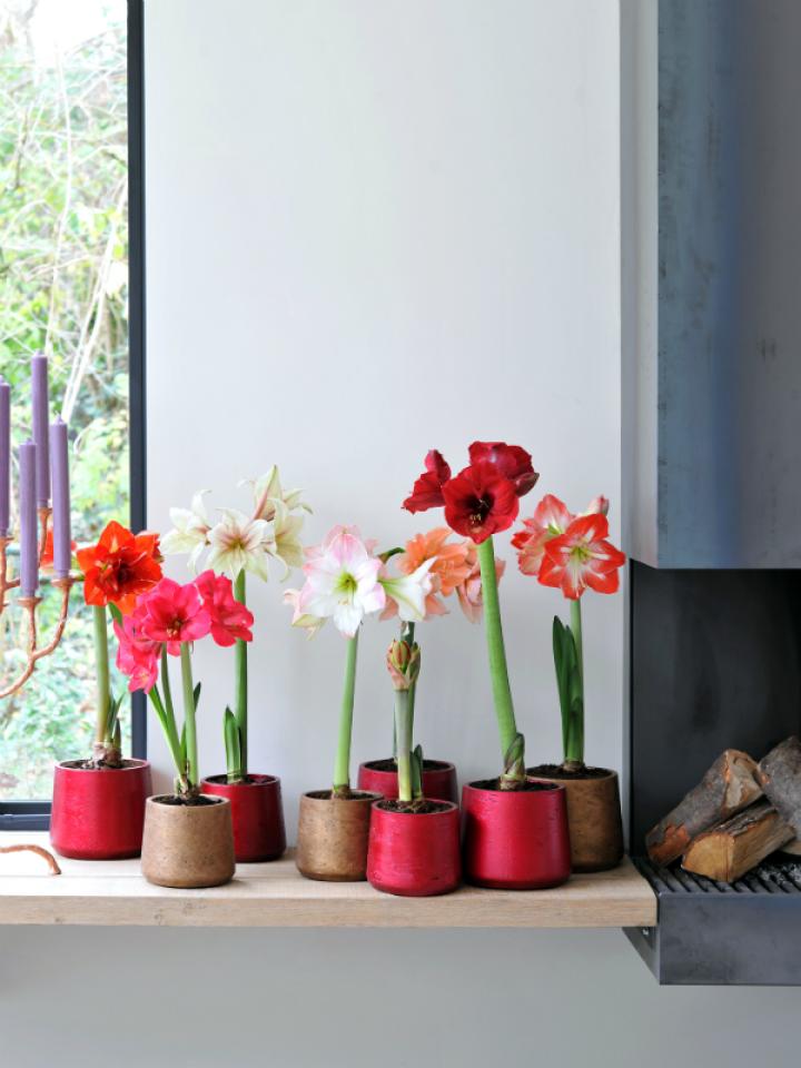 Amaryllis in huis Mooiwatplantendoen.nl