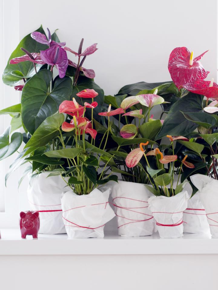 Maak zelf de leukste pot voor je Anthurium - mooiwatplantendoen.nl