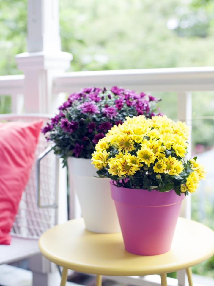 Gartenchrysantheme - Pflanzenfreude.de