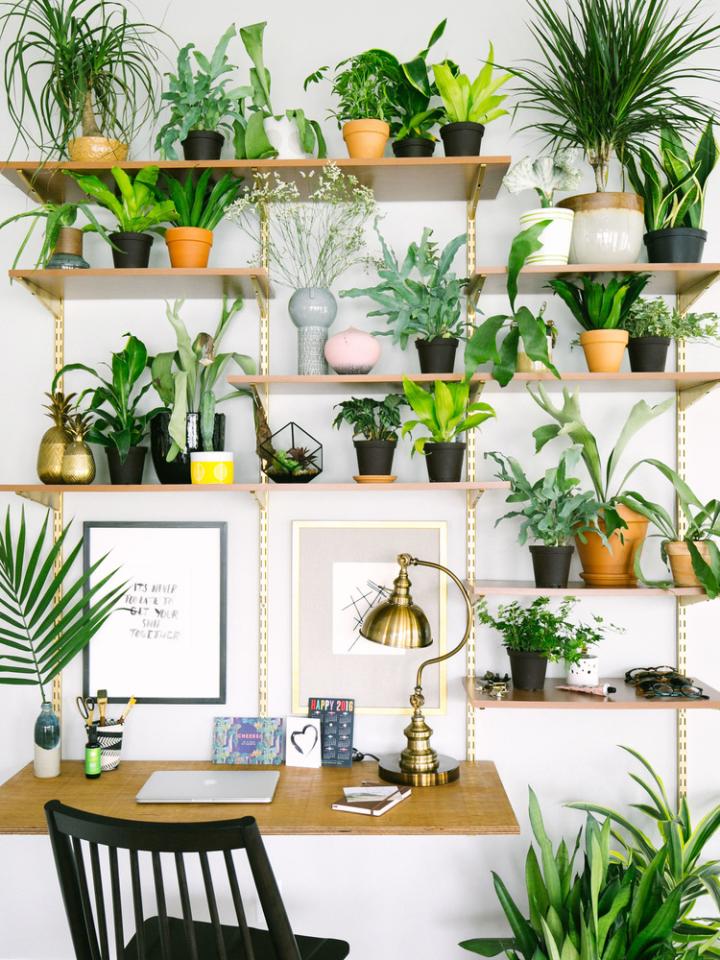 Plantshelfies – Pflanzenfreude.de