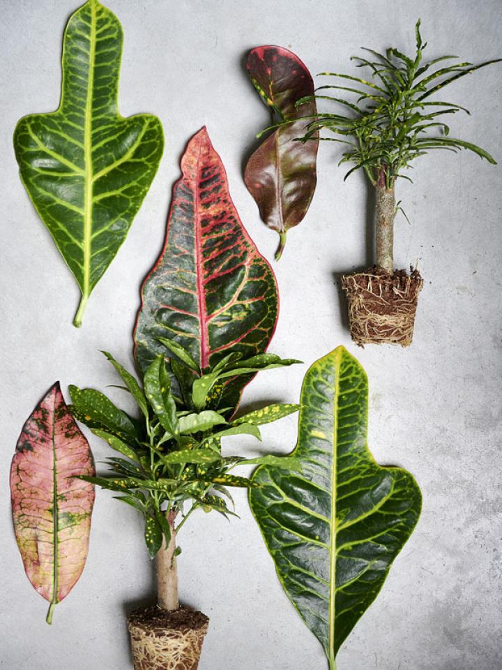 Croton Codiaeum Mooiwatplantendoen.nl Kroton Pflanzenfreude.de
