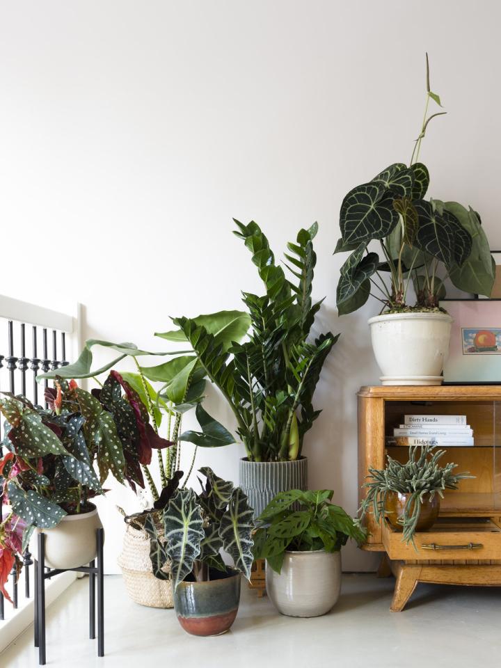 Plant Design in 6 Schritten | Pflanzenfreude.de