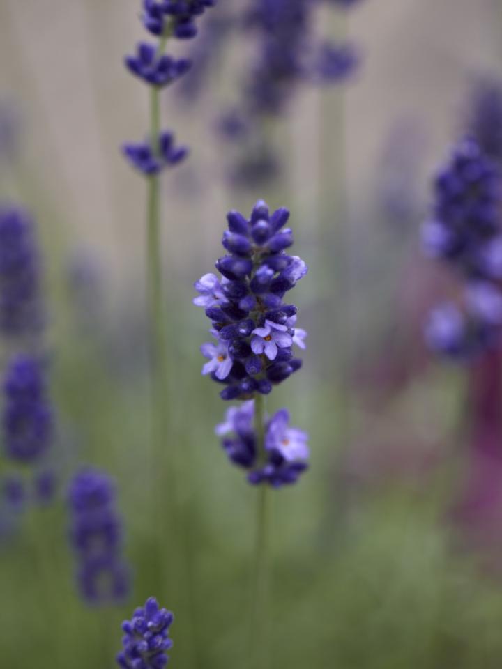 Lavendel erstrahlt in kräftigem Lila - Pflanzenfreude.de