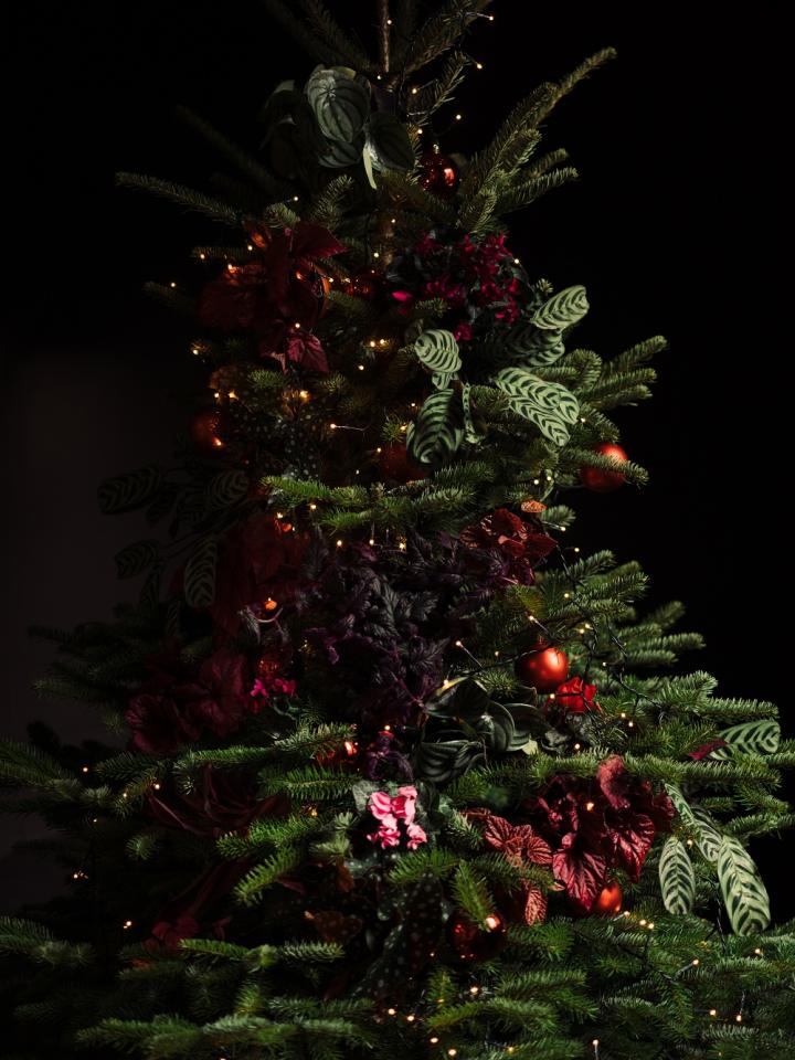 Pflanzen als Christbaumschmuck Pflanzenfreude.de