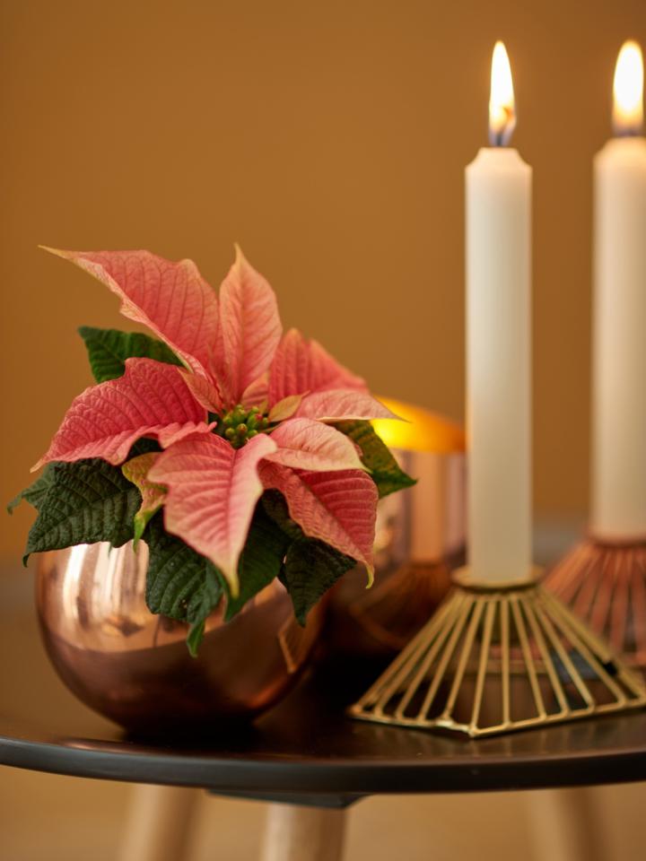 Christmas plant inspiration on thejoyofplants.co.uk