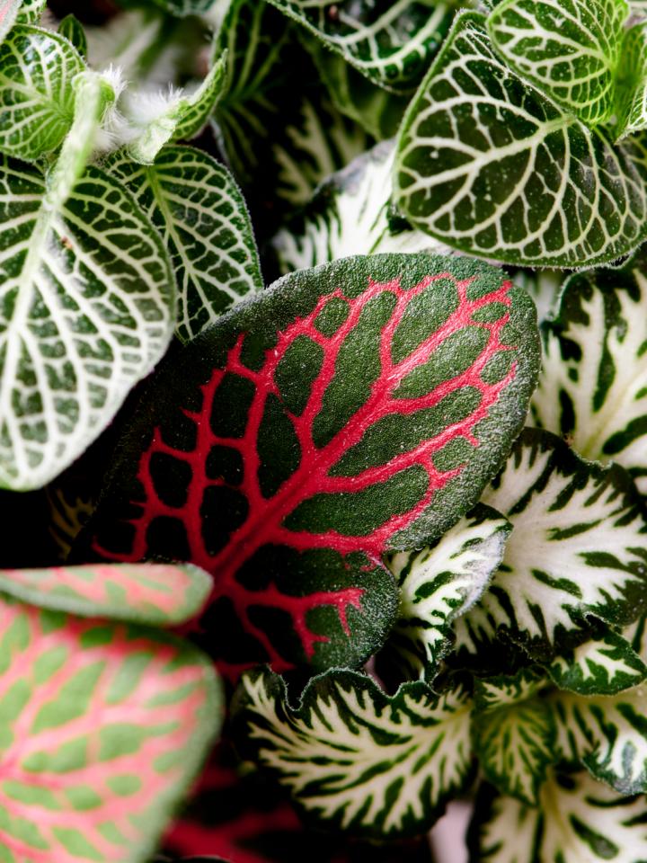 le fittonia _Maplantemonbonheur.fr