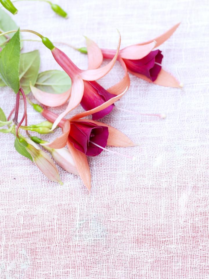 Fuchsienblüten in strahlenden Kontrasten - Pflanzenfreude.de