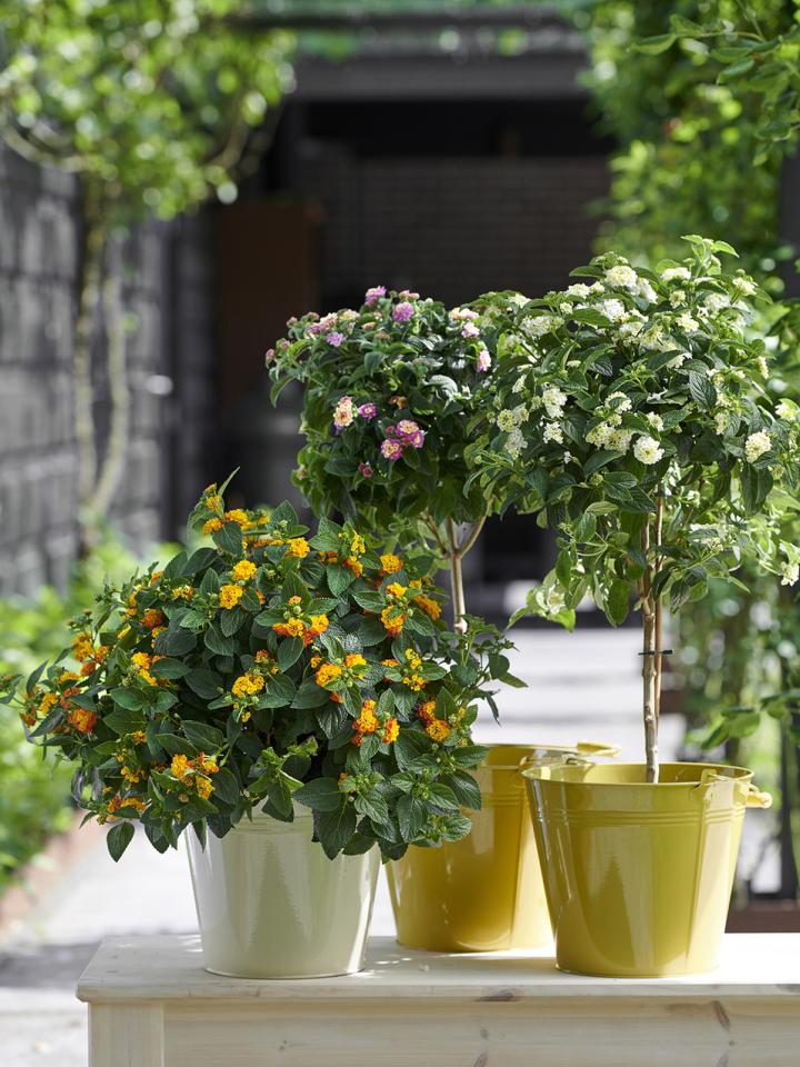 Gartenpflanze Mai - pflanzenfreude.de