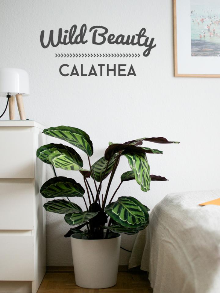 Die Calathea vom Happy Interior Blog - Pflanzenfreude.de