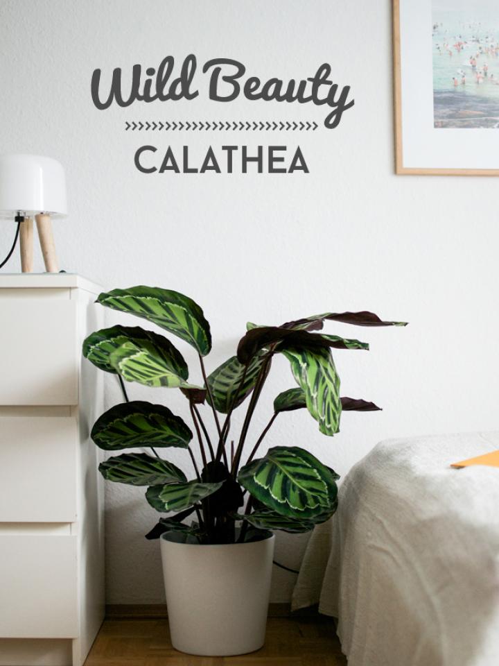 Die Calathea vom Happy Interior Blog - Pflanzenfreude.de