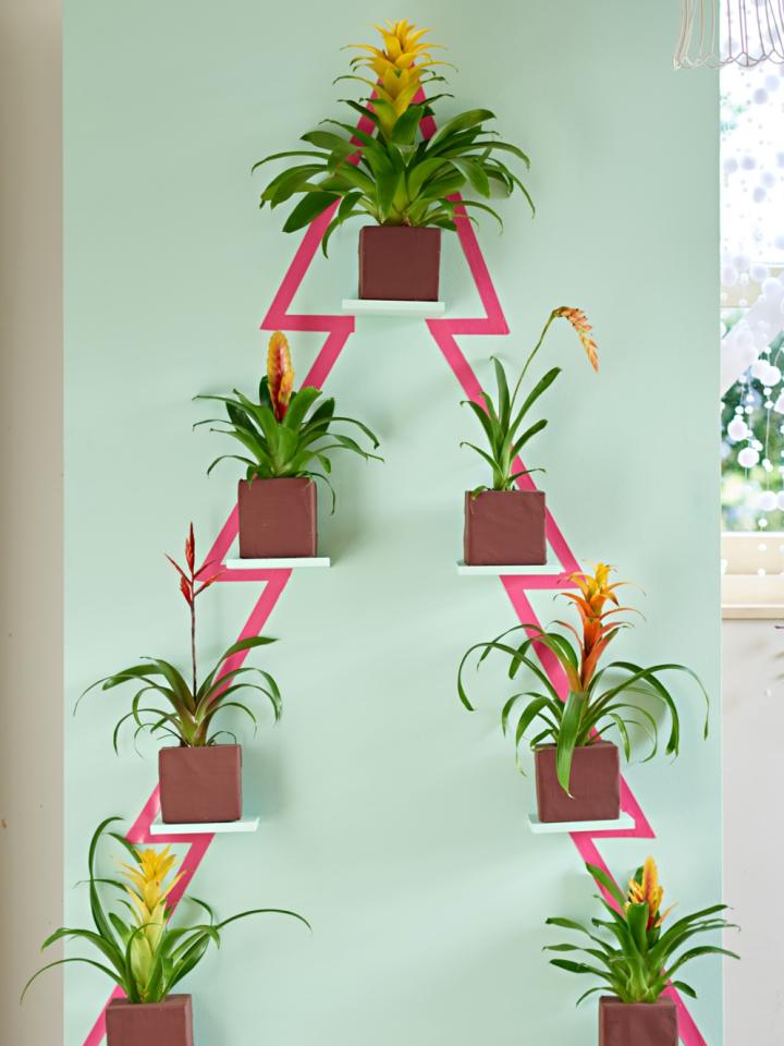 Fröhlicher Bromelien-Weihnachtsbaum - Pflanzenfreude.de