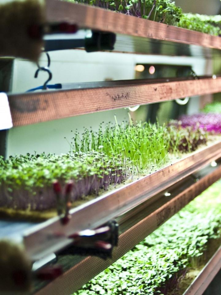 Indoor Farming in Berlin mit Infarm - Pflanzenfreude.de