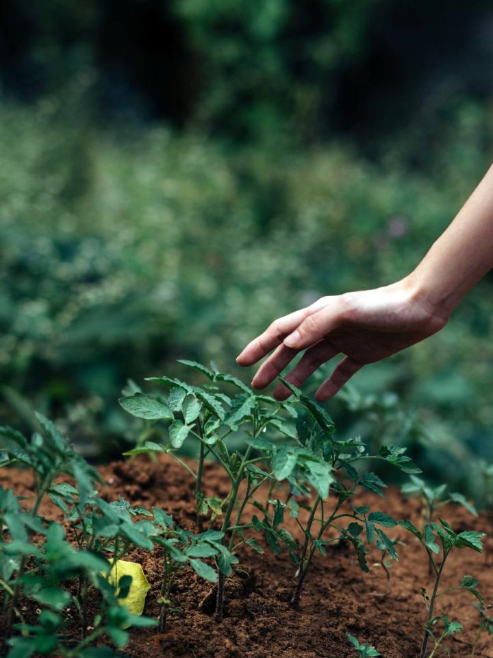 Lockdown-Studie: Gärtnern steigert Lebenszufriedenheit Pflanzenfreude.de