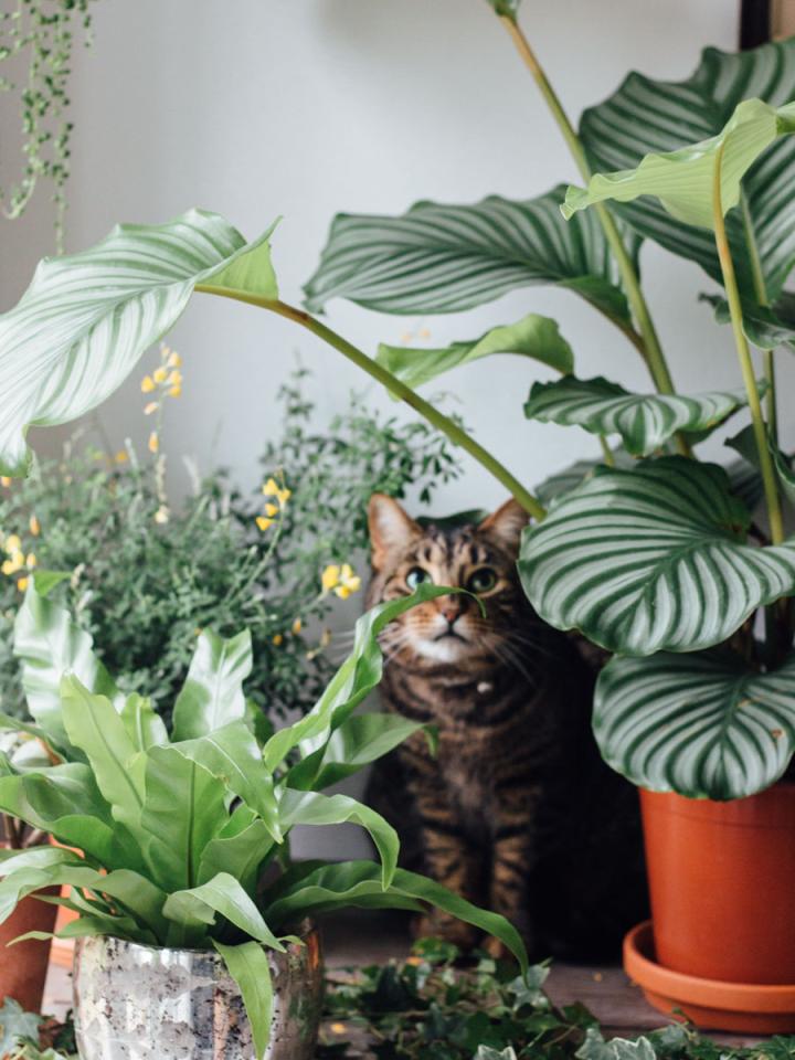 Haustiere und Zimmerpflanzen verstehen sich bei @lobsterandswan - Pflanzenfreude.de