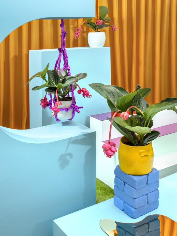 DIY: Exotische Installation mit Medinilla Pflanzenfreude.de