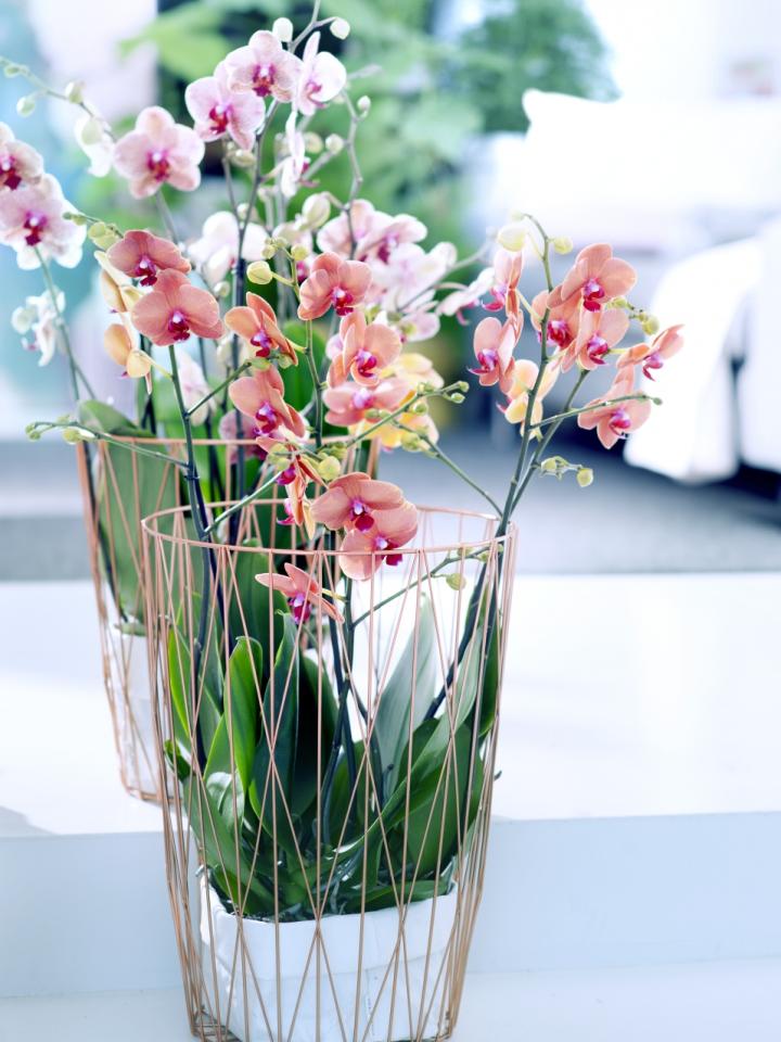 Am 3. September ist Orchideentag - Pflanzenfreude.de