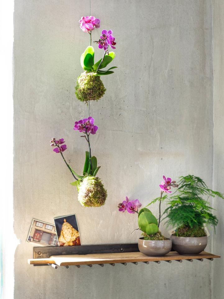 Geschenk: Kokedama-Kit zum Orchideenkauf