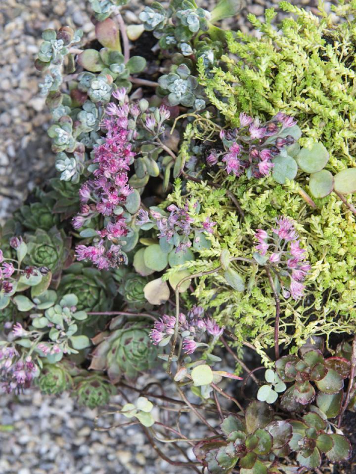 Sedum Mooiwatplantendoen.nl