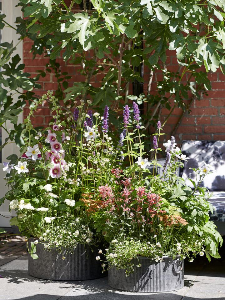 Blumen für die Bienen | Pflanzenfreude.de